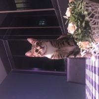 Tekir Kedi, Kedi Lokum fotoğrafı