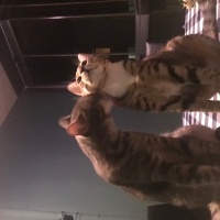 Tekir Kedi, Kedi Lokum fotoğrafı