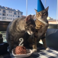 Tekir Kedi, Kedi Lokum fotoğrafı