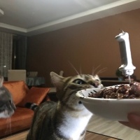 Tekir Kedi, Kedi Lokum fotoğrafı