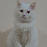 k1442395 kullanıcısının #243934 peti