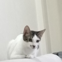 Tekir Kedi, Kedi tekir fotoğrafı