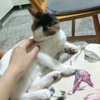 Tekir Kedi, Kedi tekir fotoğrafı