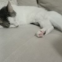 Tekir Kedi, Kedi tekir fotoğrafı