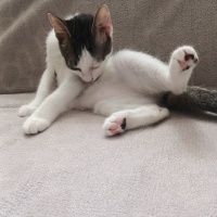 Tekir Kedi, Kedi tekir fotoğrafı