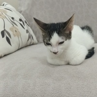 Tekir Kedi, Kedi tekir fotoğrafı