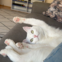 Van Kedisi, Kedi Arya fotoğrafı