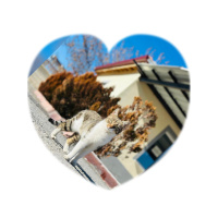 Tekir Kedi, Kedi Fırat fotoğrafı