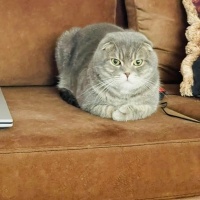 Scottish Fold, Kedi Arthur fotoğrafı