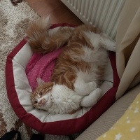 Sarman, Kedi minik fotoğrafı