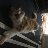 Sarman, Kedi minik fotoğrafı