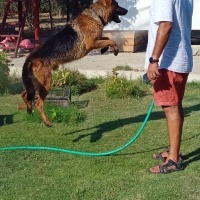 Alman Çoban Köpeği, Köpek REX fotoğrafı