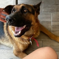 Alman Çoban Köpeği, Köpek REX fotoğrafı