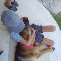 Alman Çoban Köpeği, Köpek REX fotoğrafı