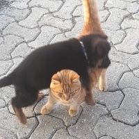 Alman Çoban Köpeği, Köpek REX fotoğrafı