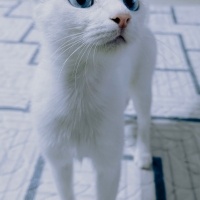 Ankara Kedisi, Kedi Bella fotoğrafı