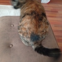 Tekir Kedi, Kedi Çirkin fotoğrafı