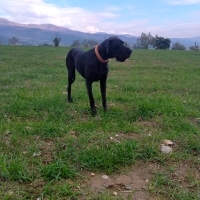 k1521651 kullanıcısının #250958 peti