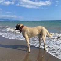 k1529808 kullanıcısının #251634 peti