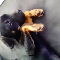 k1531500 kullanıcısının #251790 peti