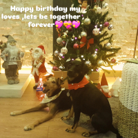 k1531500 kullanıcısının #251793 peti