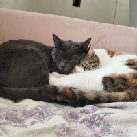 ozdendedeli kullanıcısının #252078 peti