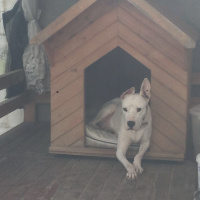 Dogo Arjantin, Köpek Nika fotoğrafı