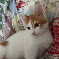 Tekir Kedi, Kedi  Yumak fotoğrafı