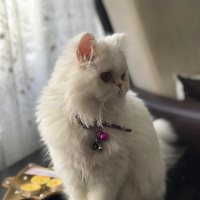 İran Kedisi (Persian), Kedi  Venüs fotoğrafı