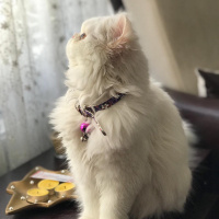 İran Kedisi (Persian), Kedi  Venüs fotoğrafı