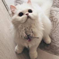 İran Kedisi (Persian), Kedi  Venüs fotoğrafı