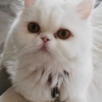 İran Kedisi (Persian), Kedi  Venüs fotoğrafı