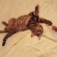 Tekir Kedi, Kedi zeze fotoğrafı