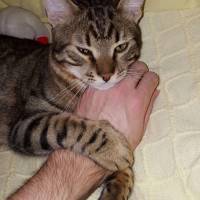 Tekir Kedi, Kedi zeze fotoğrafı