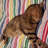 Tekir Kedi, Kedi zeze fotoğrafı