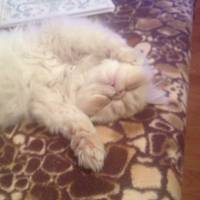 İran Kedisi (Persian), Kedi Loli fotoğrafı