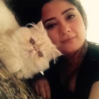 İran Kedisi (Persian), Kedi Loli fotoğrafı