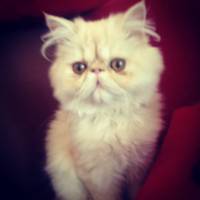 İran Kedisi (Persian), Kedi Loli fotoğrafı