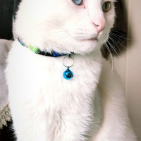 Van Kedisi, Kedi  Venüs fotoğrafı