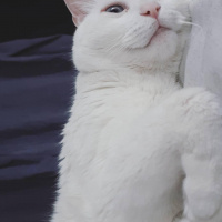 Van Kedisi, Kedi  Venüs fotoğrafı