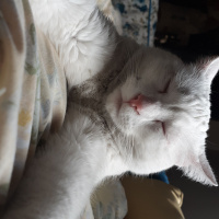 Van Kedisi, Kedi  Venüs fotoğrafı