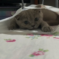 British Shorthair, Kedi Marilyn fotoğrafı