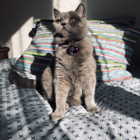 British Shorthair, Kedi Marilyn fotoğrafı
