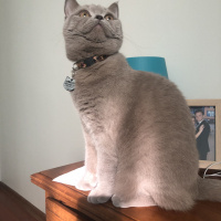 British Shorthair, Kedi Marilyn fotoğrafı