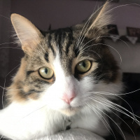 Tekir Kedi, Kedi  Zeus fotoğrafı