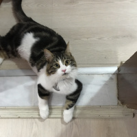 Tekir Kedi, Kedi  Zeus fotoğrafı