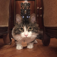 Tekir Kedi, Kedi  Zeus fotoğrafı