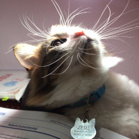 Tekir Kedi, Kedi  Zeus fotoğrafı