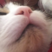 Tekir Kedi, Kedi  Zeus fotoğrafı