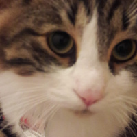 Tekir Kedi, Kedi  Zeus fotoğrafı